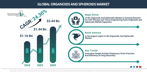 Global Organoids And Spheroids Market